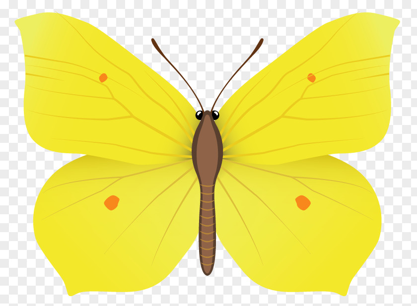 Butterfly Monarch Moth Nymphalidae Clip Art PNG