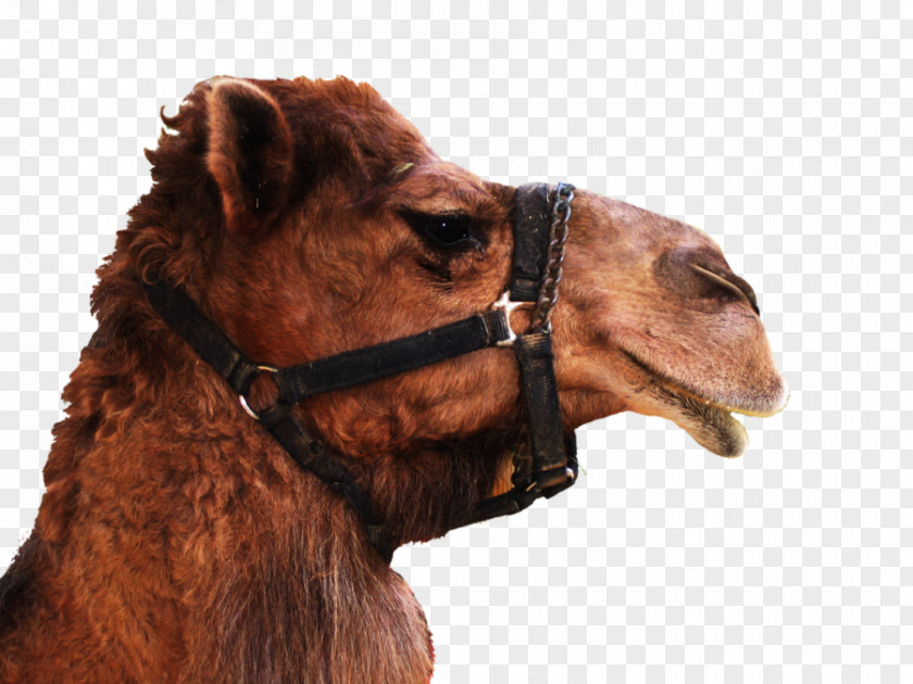 Camels Bactrian Camel Dromedary Desktop Wallpaper PNG
