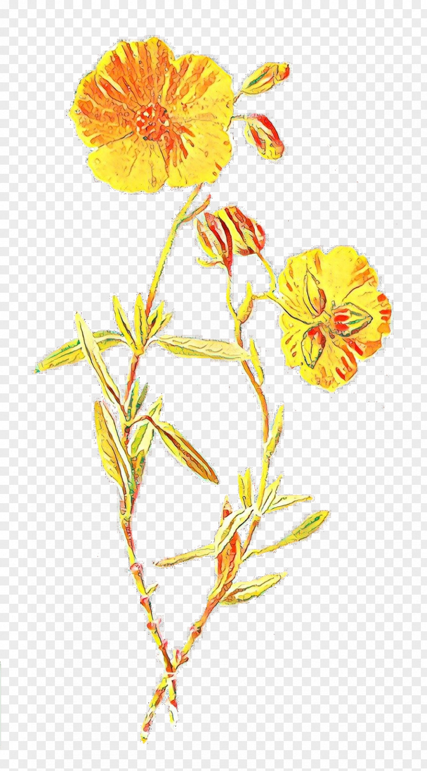 Familiar Wild Flowers Botanical Illustration Botany Wildflower PNG