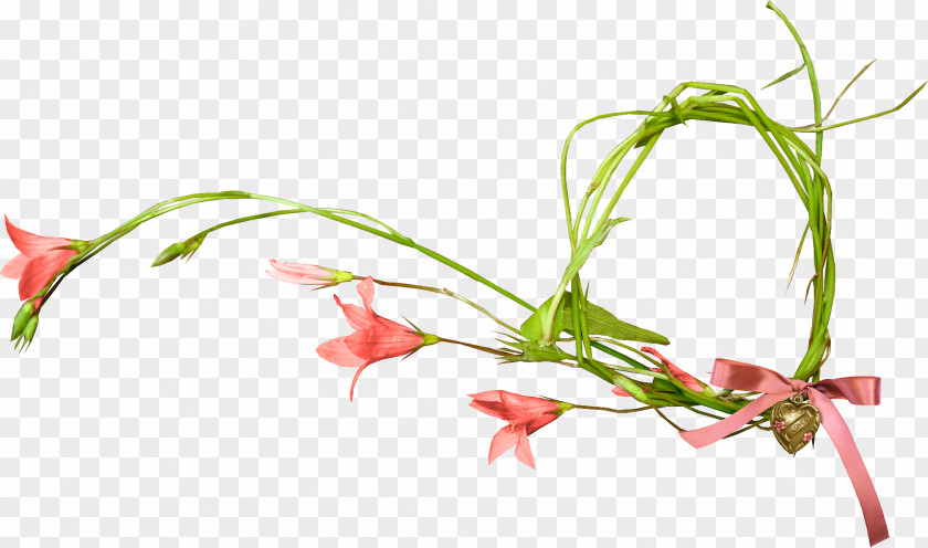 Gladiolus Flower Blossom Light Clip Art PNG