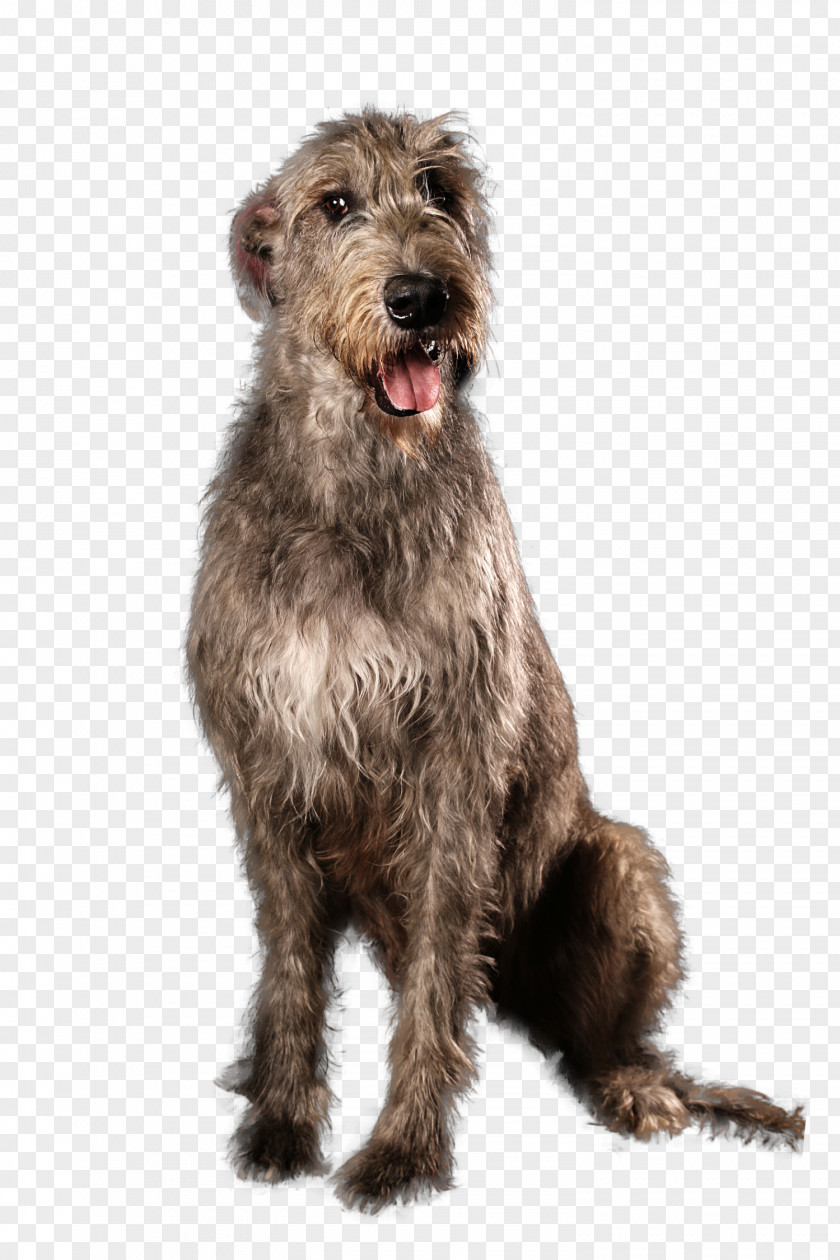 Irish Wolfhound Terrier Scottish Deerhound Glen Pumi Dog PNG