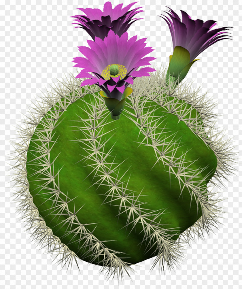 Plant Cactus Culture For Amateurs Cactaceae Strawberry Hedgehog Succulent PNG
