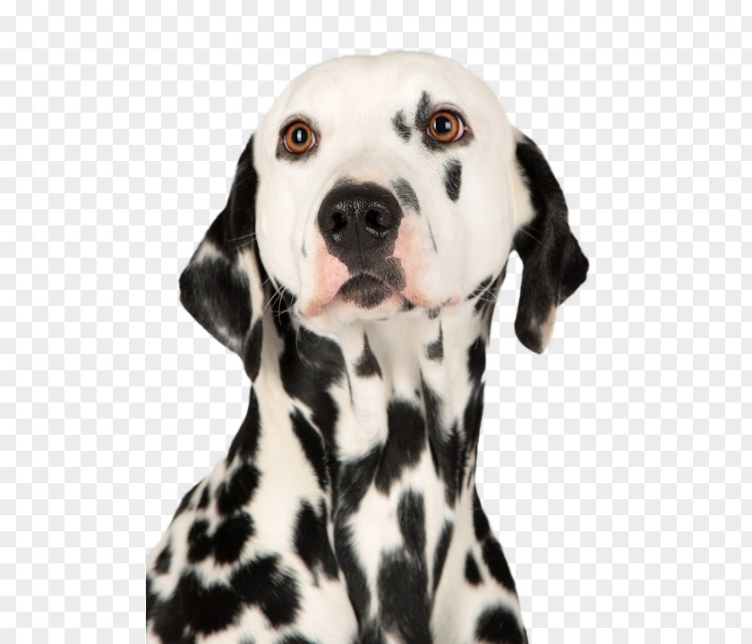 Puppy Dalmatian Dog Boxer Dachshund Chihuahua PNG