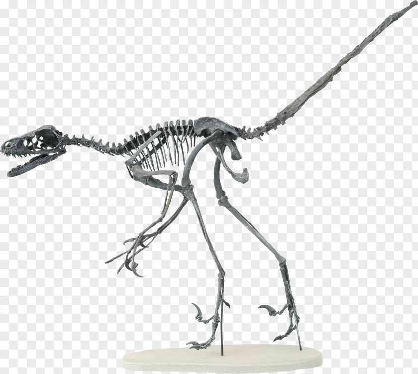 Skeleton Velociraptor Bambiraptor Human Theropods PNG