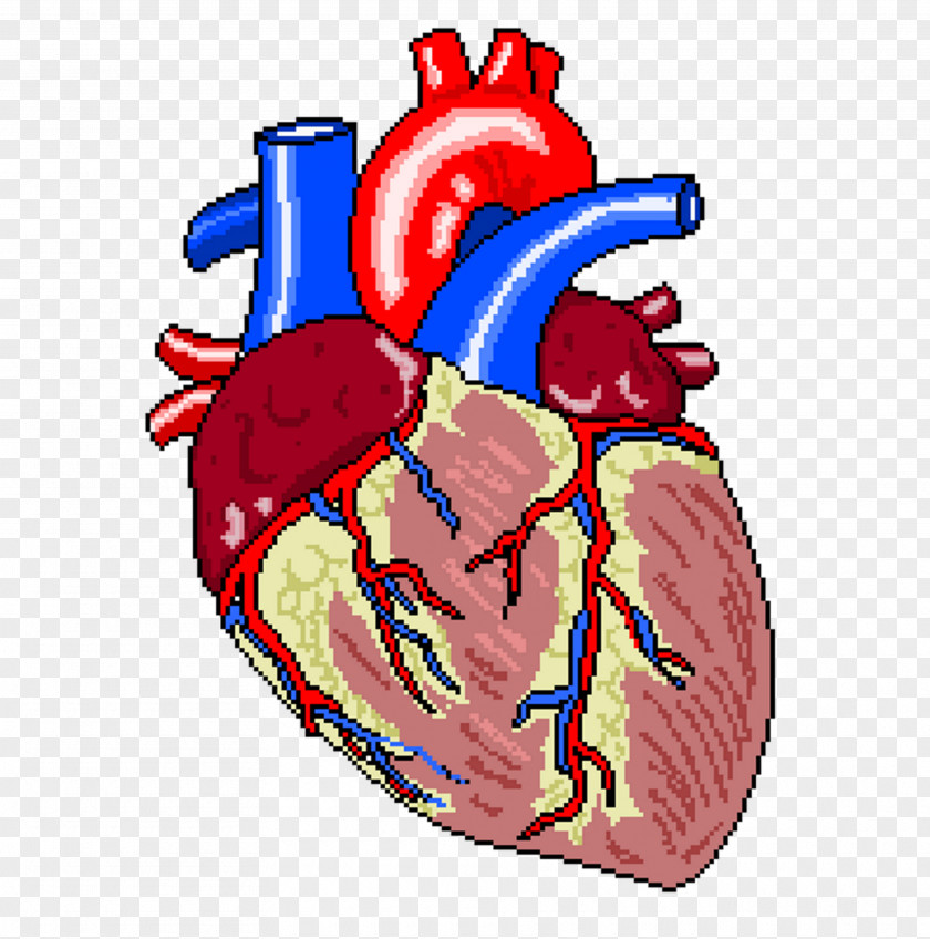 Ecg Heart Failure Coronary Artery Bypass Surgery Vascular Cardiology PNG