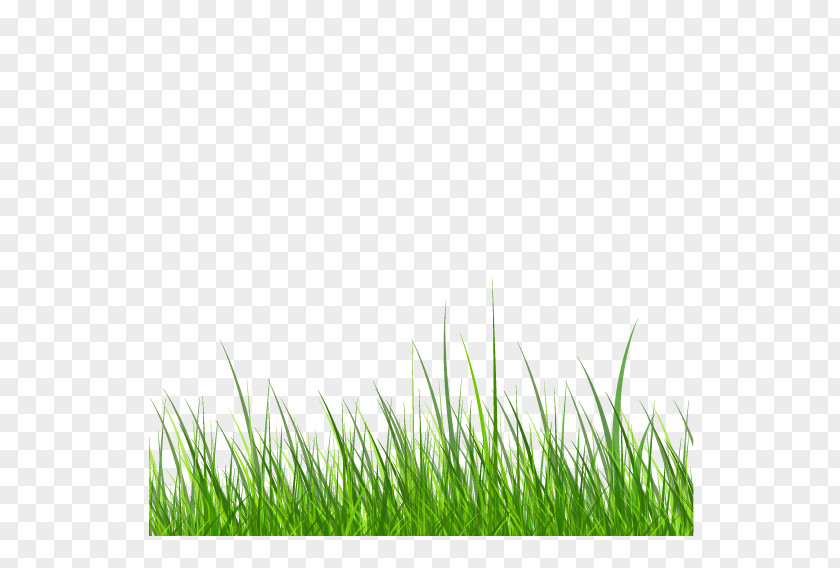 Green Grass Samsung Galaxy S6 Download PNG