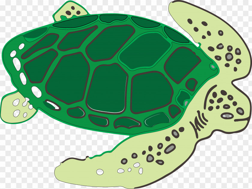 Hand Drawn Millennium Turtle Vector Sea Tortoise PNG