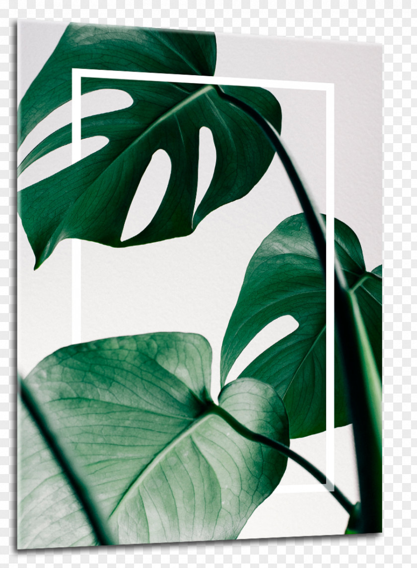 Monstera Swiss Cheese Plant Poster Canvas Print PNG