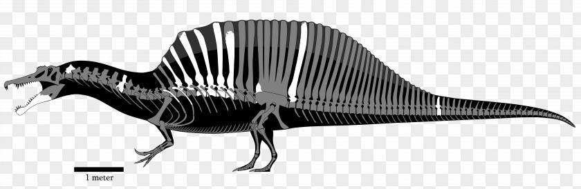 Dinosaur Tyrannosaurus Baryonyx Giganotosaurus Carcharodontosaurus PNG
