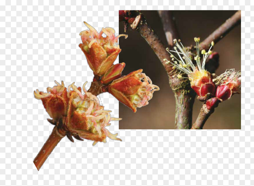 Flower Tree Silver Maple Bud Twig PNG
