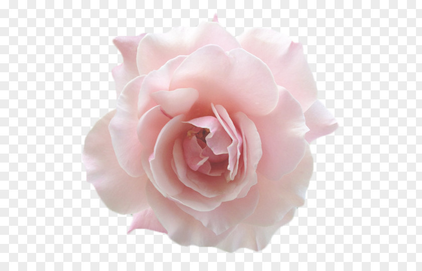 Flowers Aestheticism Garden Roses Floribunda Jackson & Perkins Pink Centifolia PNG