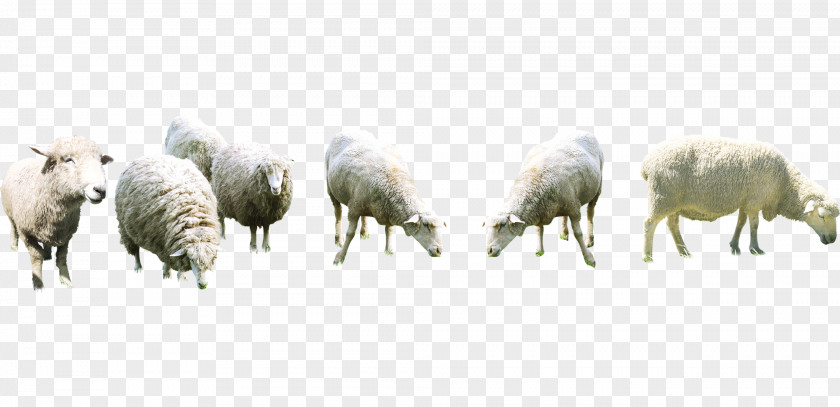 Goat Sheepu2013goat Hybrid Shepherd PNG