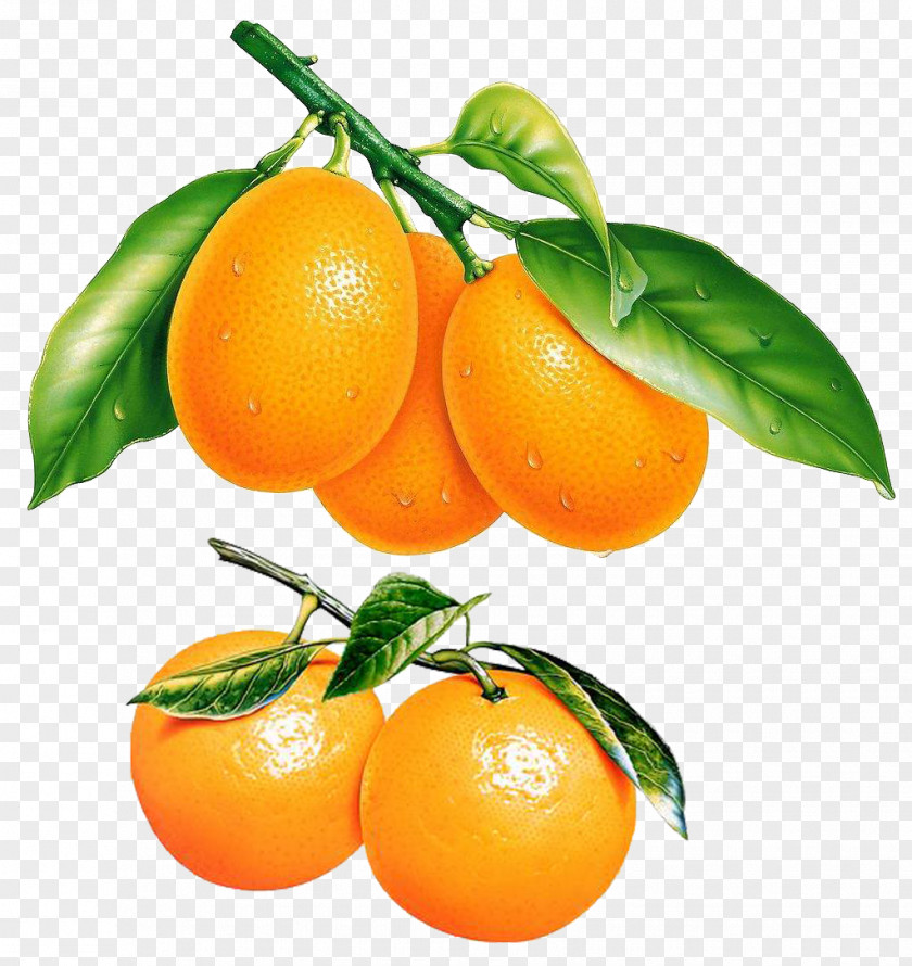 Orange Oranges Tangerine Bitter Fruit PNG