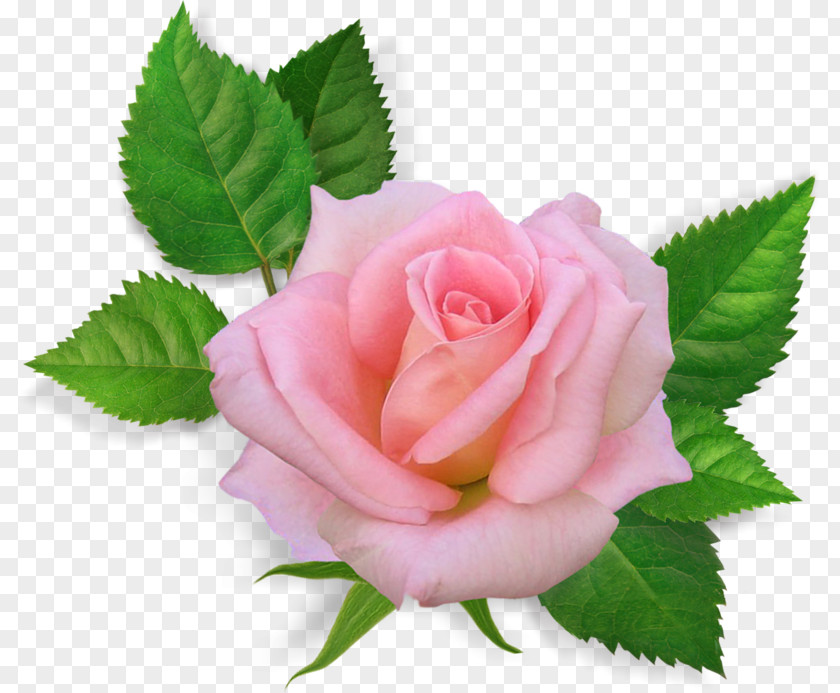 Rose Pink Flowers Clip Art PNG