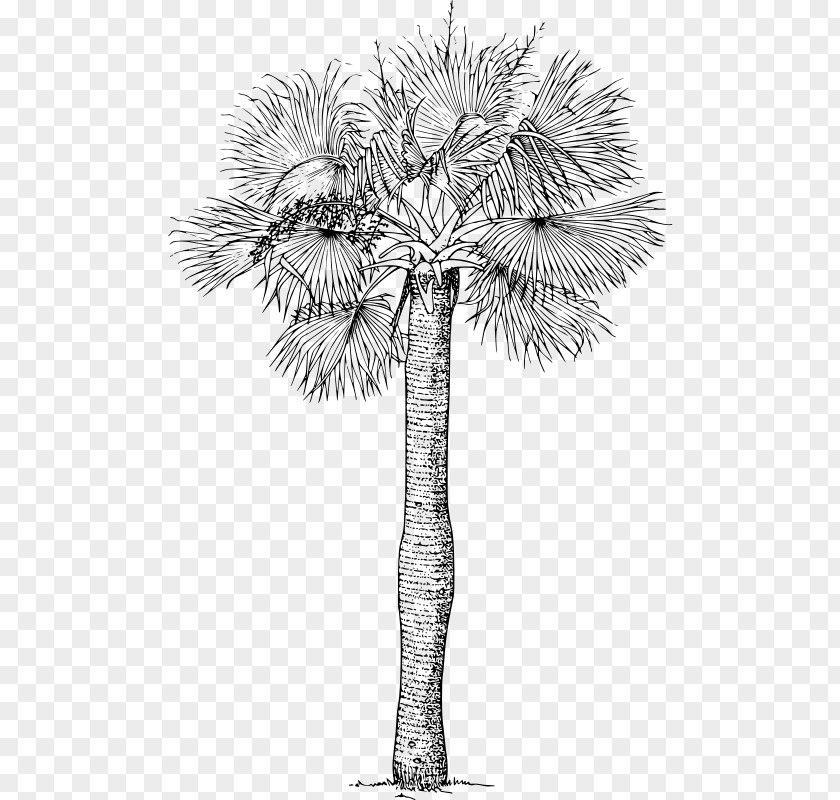Sabal Palm Asian Palmyra Arecaceae Tree PNG