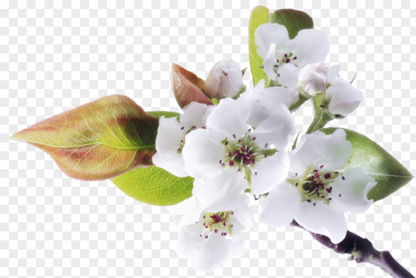 Spring Flower Stock Photography Blog PNG