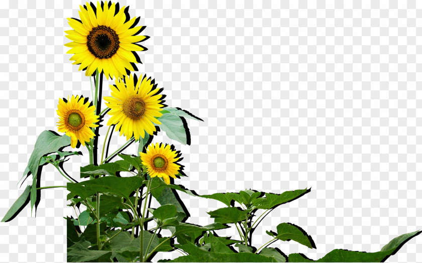 Sunflower Common Seed Computer File PNG