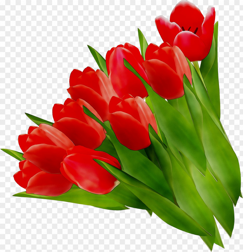 Tulip Floral Design Cut Flowers Flower Bouquet PNG