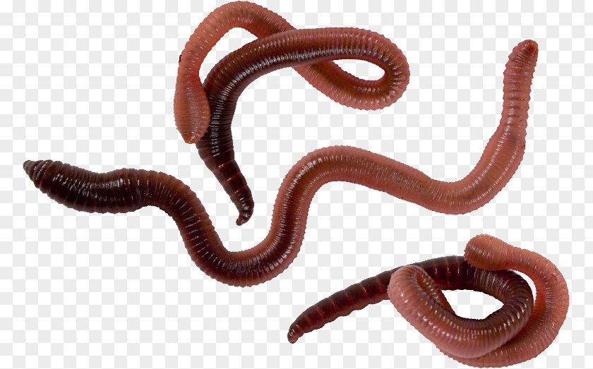 Worms Worm Stock Photography PNG