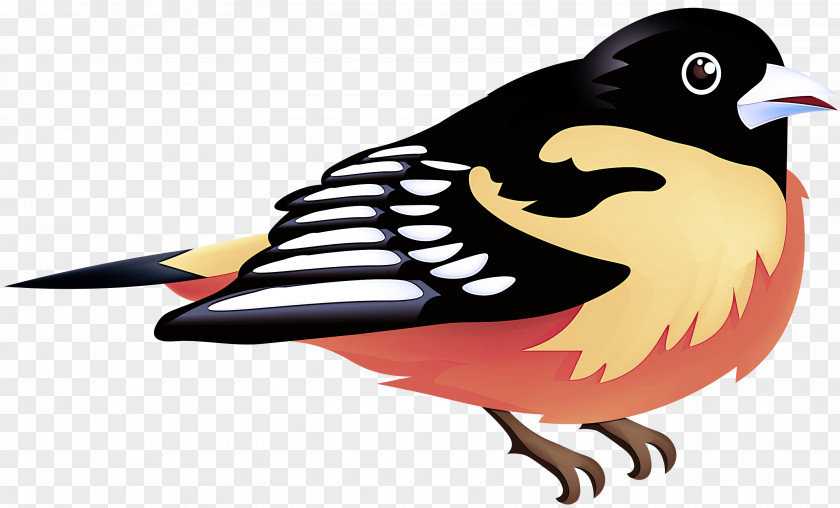 Birds Beak Science Biology PNG