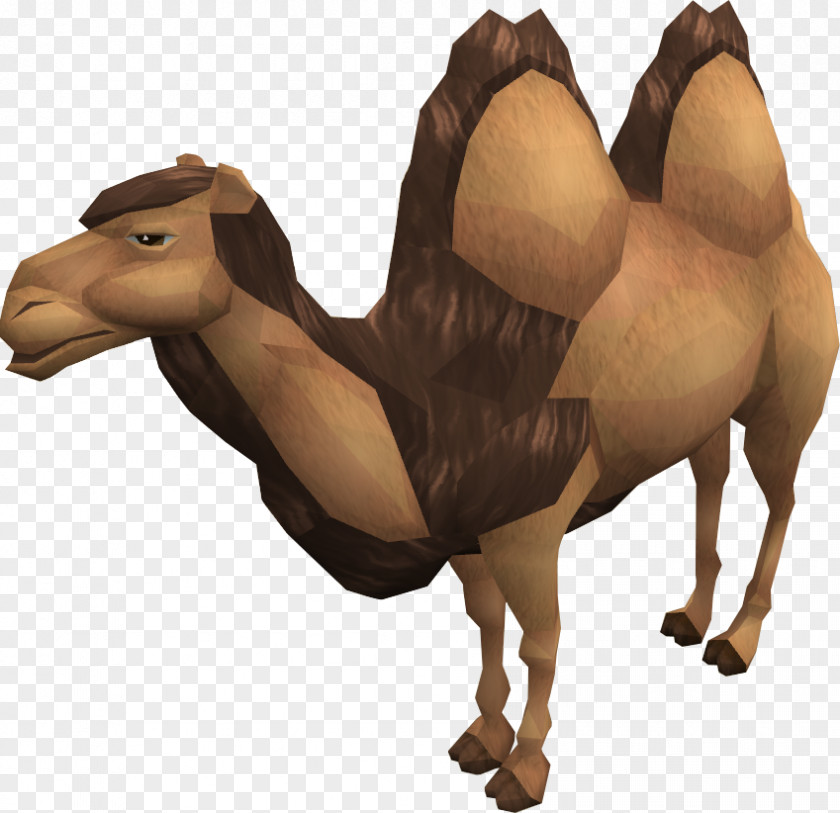 Camel Images Dromedary RuneScape Bactrian Wiki Horse PNG