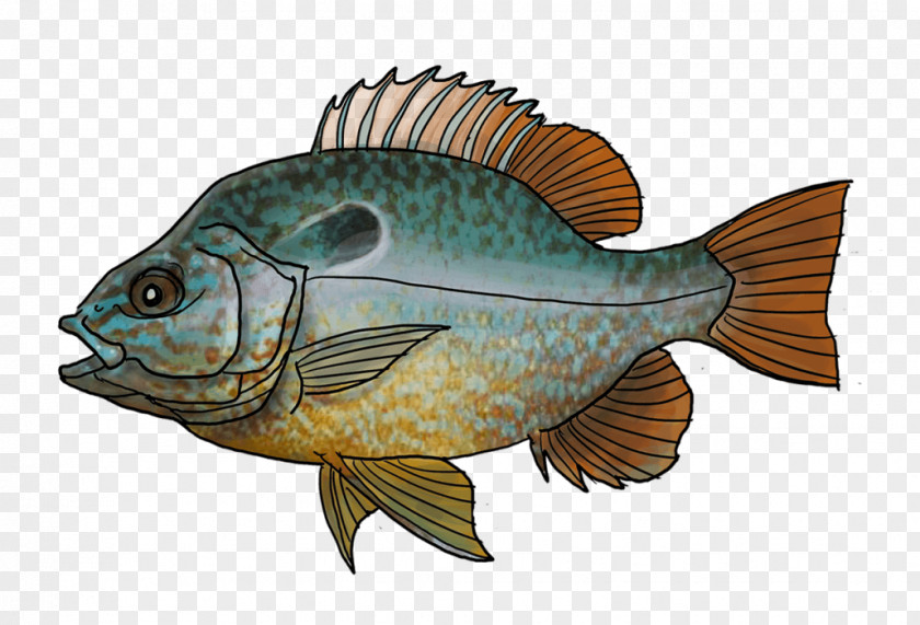 Fishing Tilapia Gironde Perch Pumpkinseed PNG