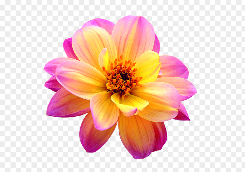 Flower Cut Flowers Dahlia PNG