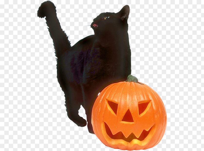 Halloween Black Cat Jack-o'-lantern Trick-or-treating Wedding Invitation PNG