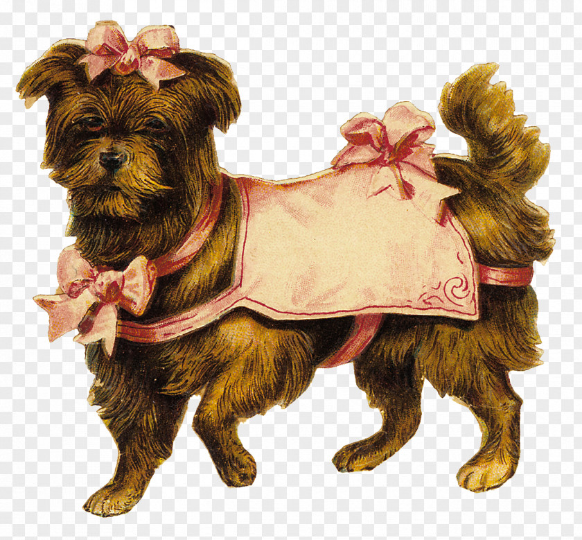 Rare Breed Dog Terrier Clothes Yorkshire Cairn Companion PNG