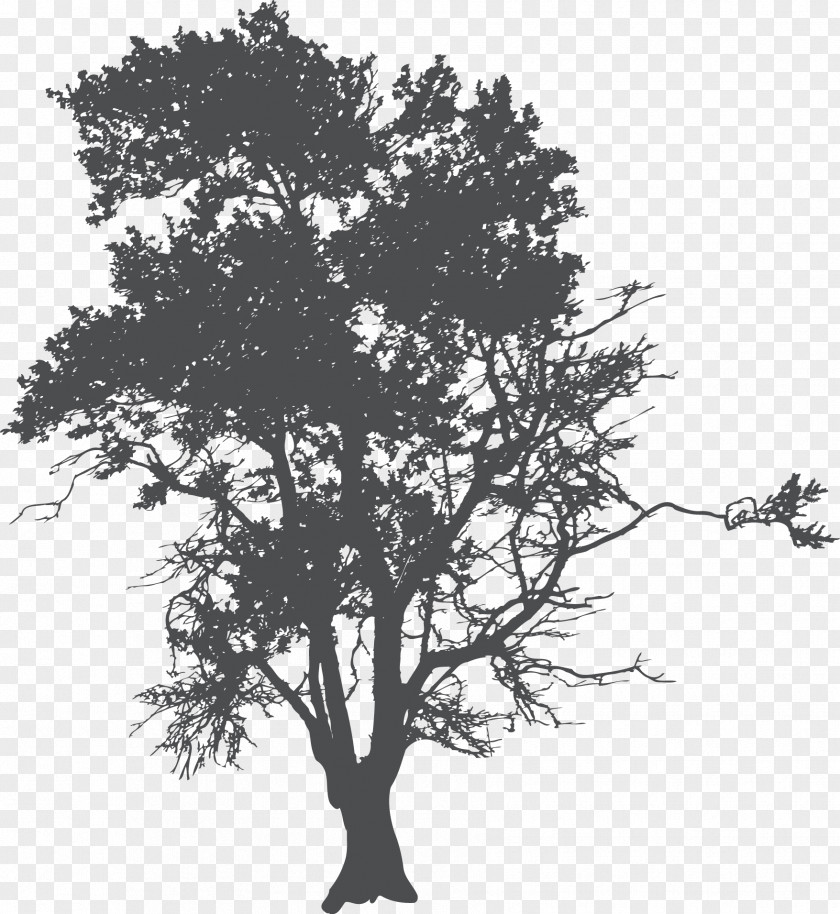 Root Tree Silhouette Poster PNG
