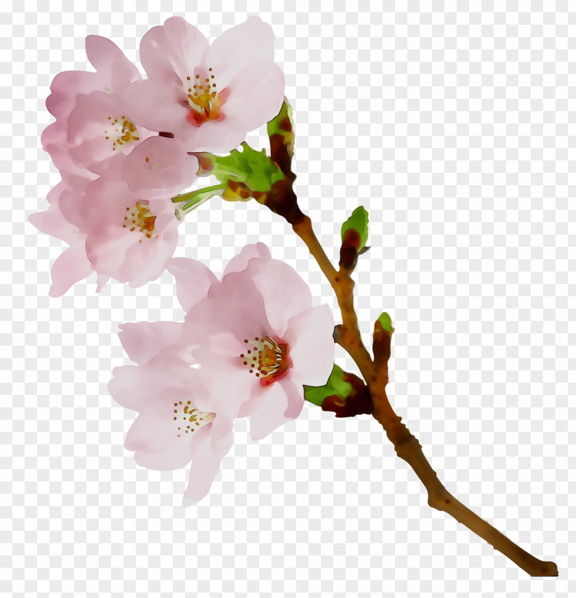 Cherry Blossom Rose Family ST.AU.150 MIN.V.UNC.NR AD Twig PNG