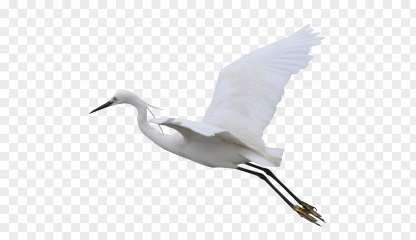 Flying Crane Bird Flight PNG