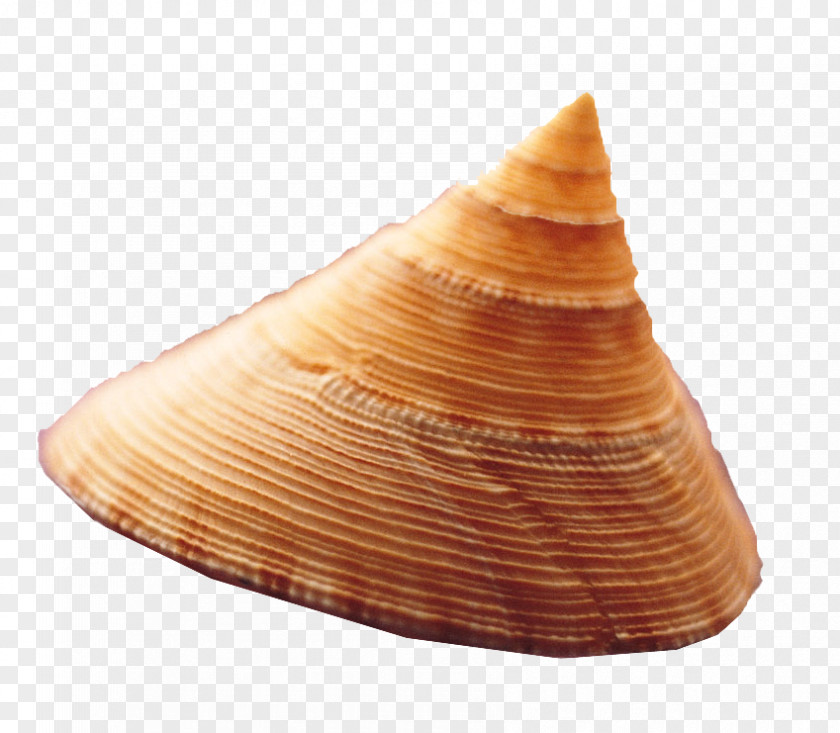 Sharp Conch Seashell Sea Snail PNG