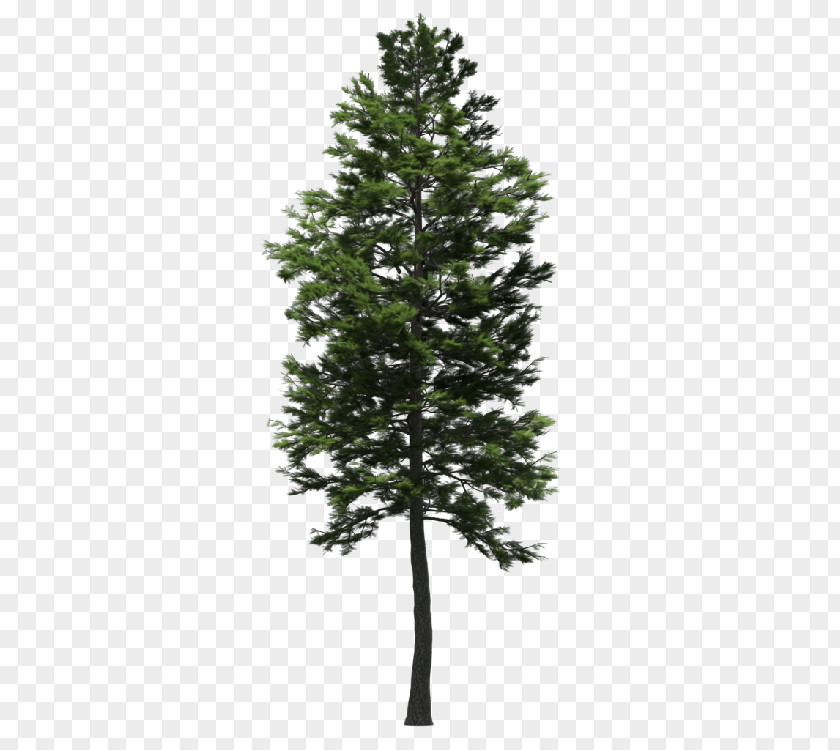 Landscape Garden Spruce Fir Larch Scots Pine Tree PNG