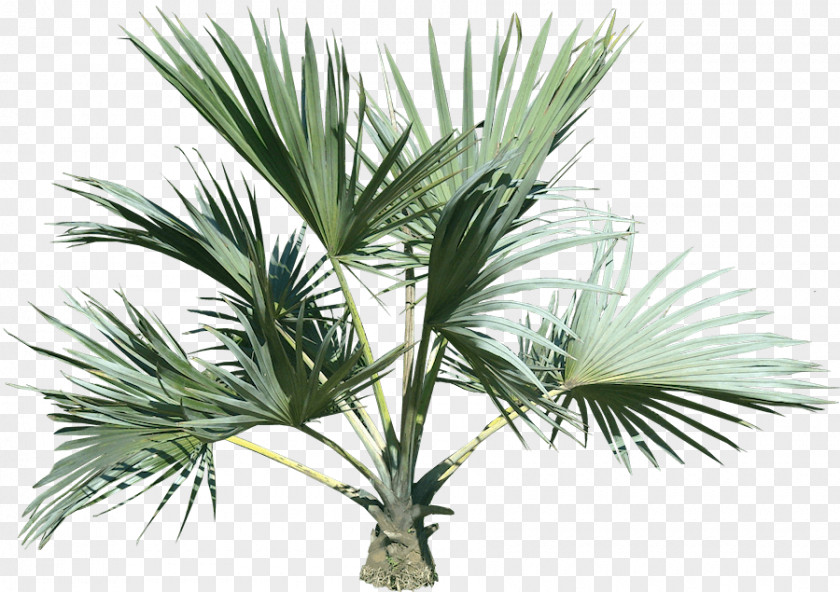 Palm Tree Arecaceae PNG