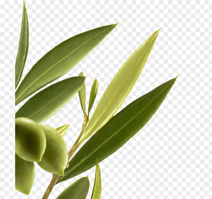 Punica Granatum Capelli Botany Plant Herbalism Al-Habash PNG