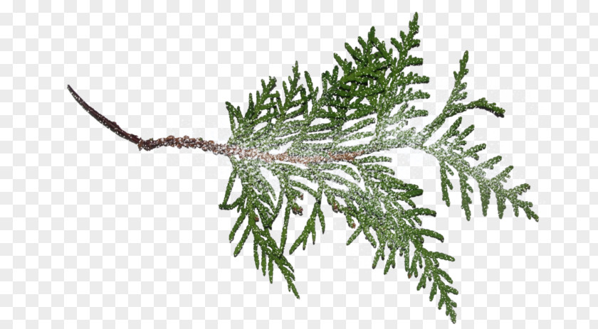 Tree Fir Pine Branch Norway Spruce PNG