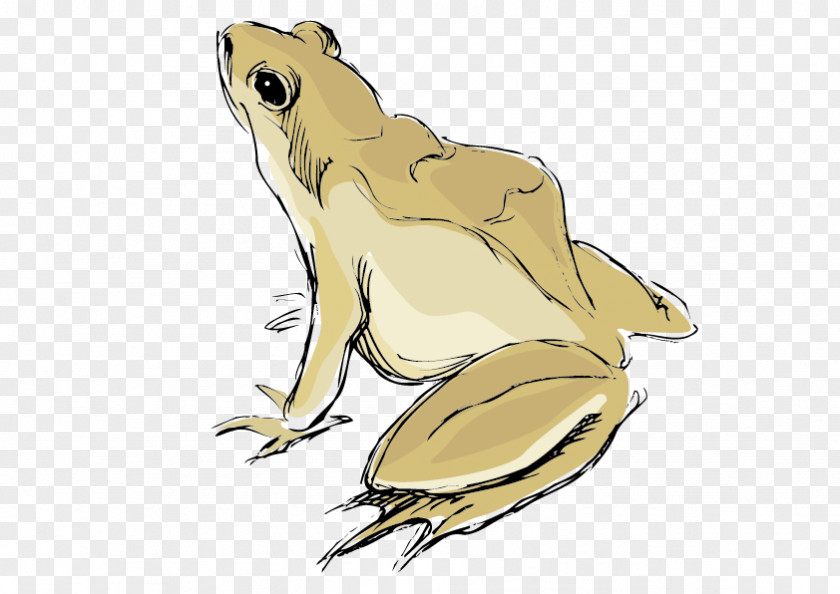 Vector Frog Toad True PNG