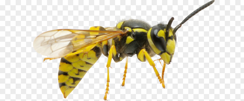 Bee Hornet Honey Insect Wasp PNG