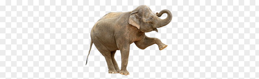 Elephants PNG clipart PNG