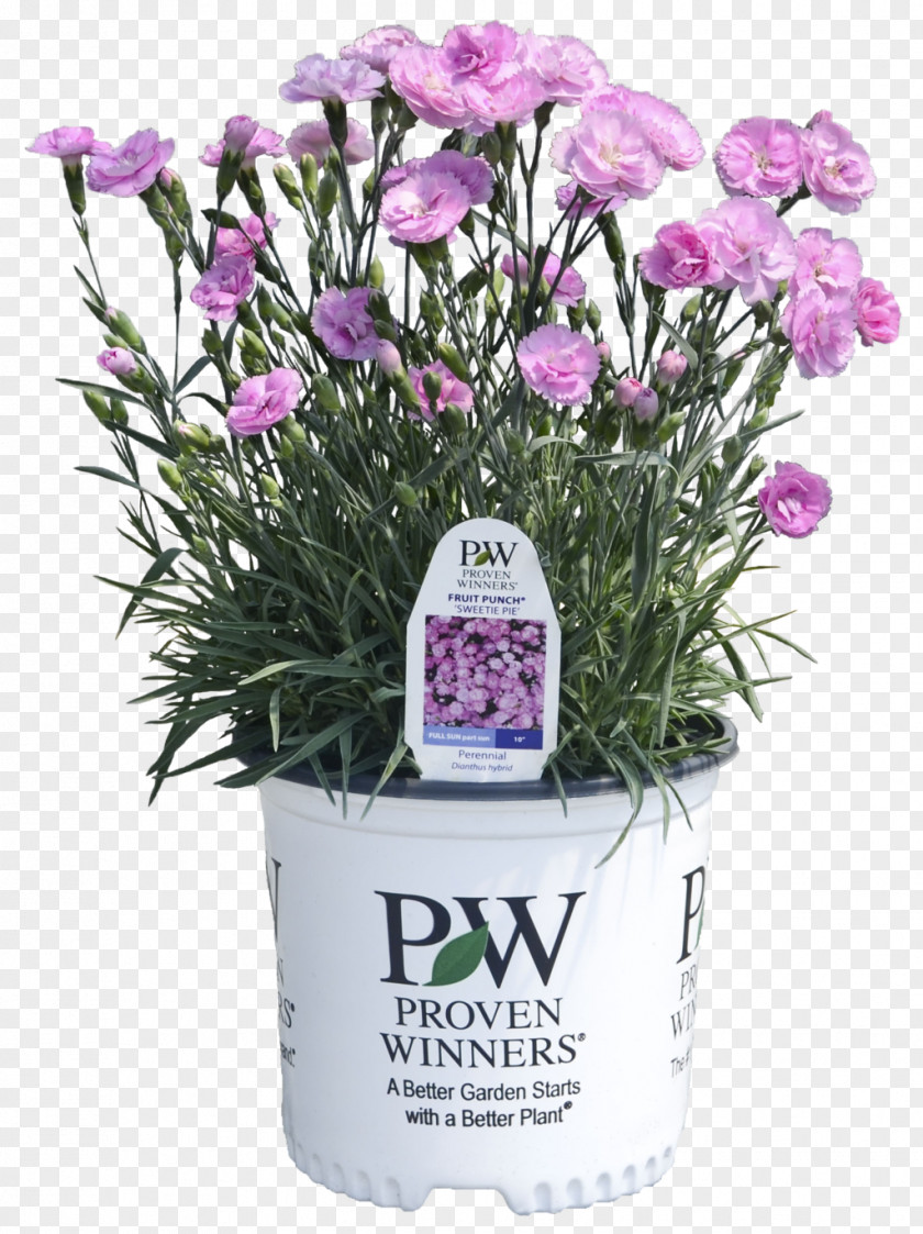 Punch Pink Pie Perennial Plant Lavender PNG