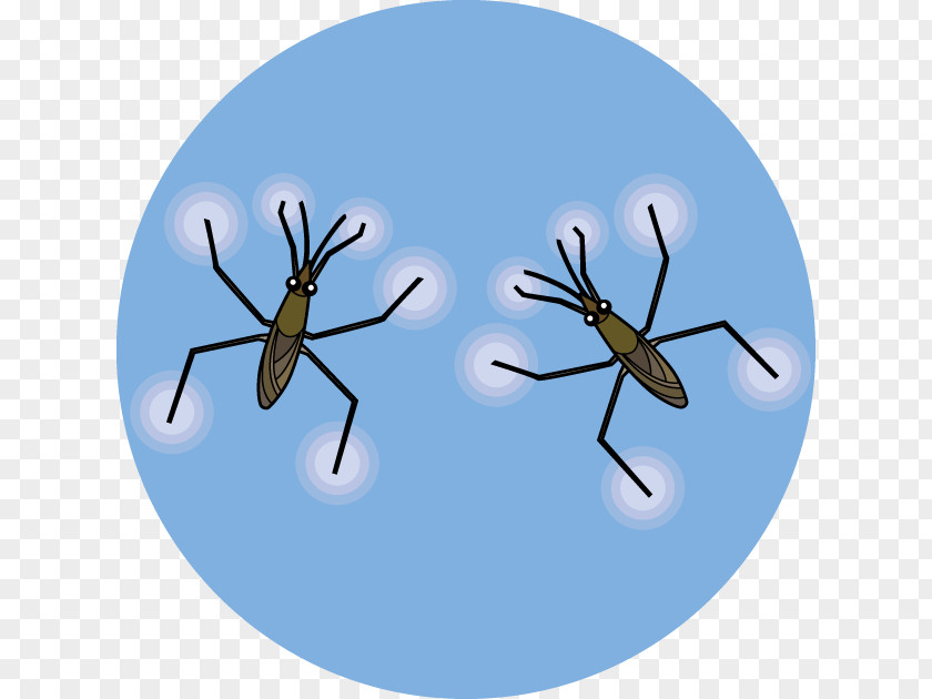 Water Insects Mosquito Aquatic Insect Striders Illustration PNG