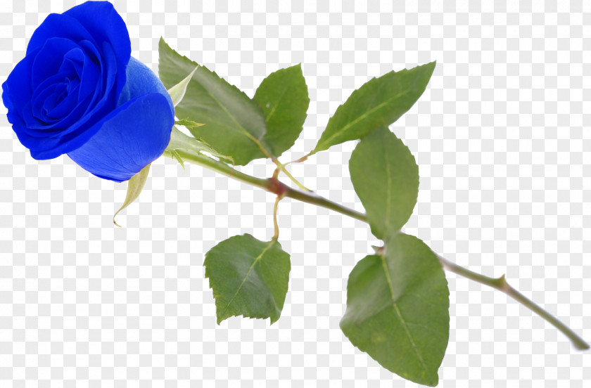 Blue Rose Garden Roses Centifolia Rosa Gallica Plant PNG