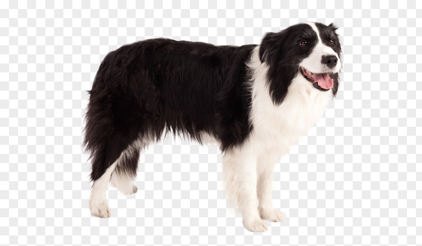 Border Collie English Shepherd Australian Miniature American Rough PNG