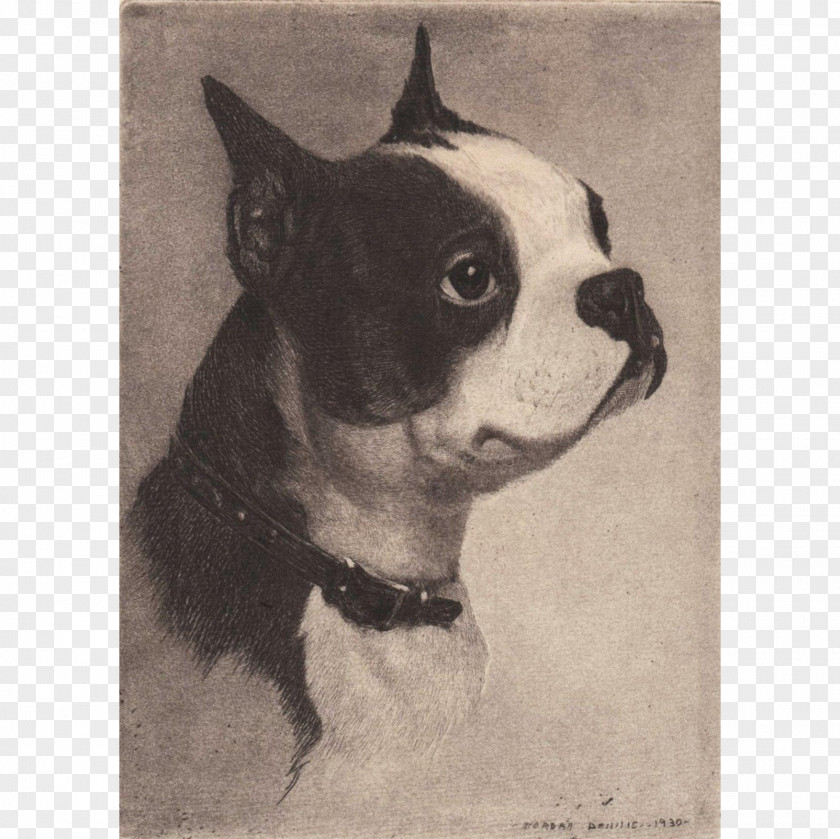 Boston Terrier Dog Breed Non-sporting Group (dog) Drawing PNG