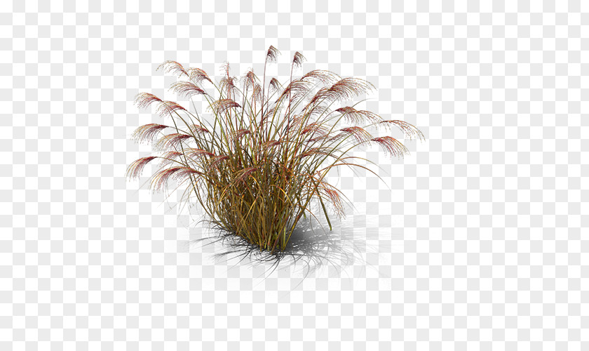 Chinese Silver Grass Miscanthus Giganteus PNG