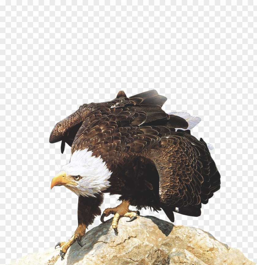 Eagle Competition Business PNG