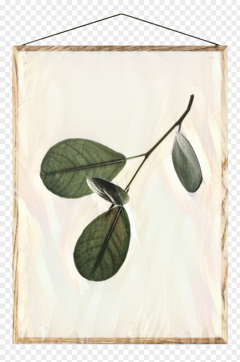 Flower Anthurium Green Board Background PNG
