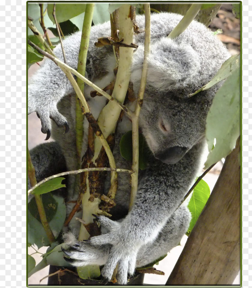 Koala New World Monkeys Fauna Terrestrial Animal PNG