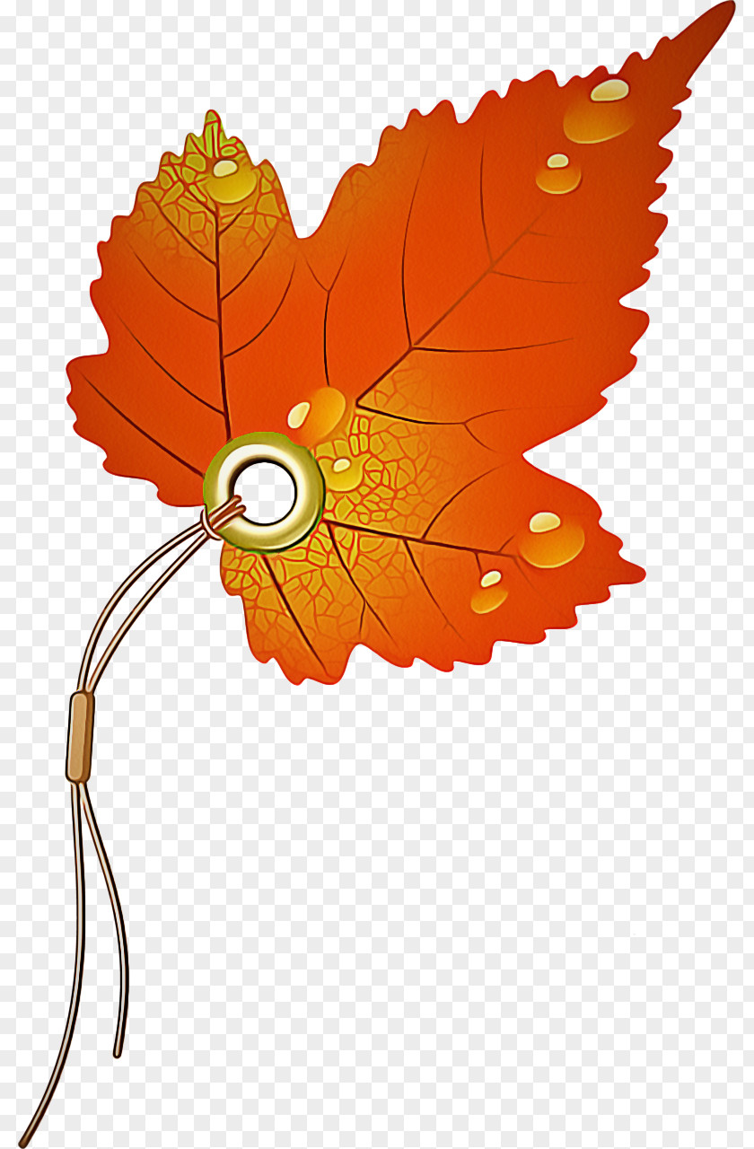 Autumn Flower Orange PNG